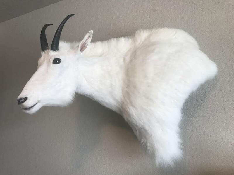 Attached picture Mt. Goat.jpg